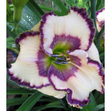 Лилейник Inviting Romance (Инфайтинг Романс)