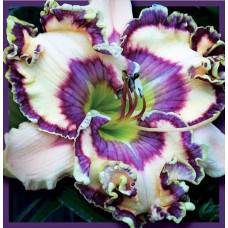 Лилейник Journeu Of Magic (Джорни оф Мэджик)