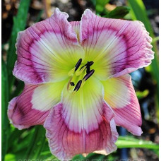 Лилейник Answer From the Stars (Ансве Фром зе Старс)