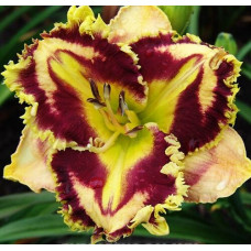 Лилейник Exploding Galaxy (Эксплоадинг Гэлакси)