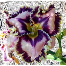 Лилейник Starry Starry Night (Стари Стари Найт)