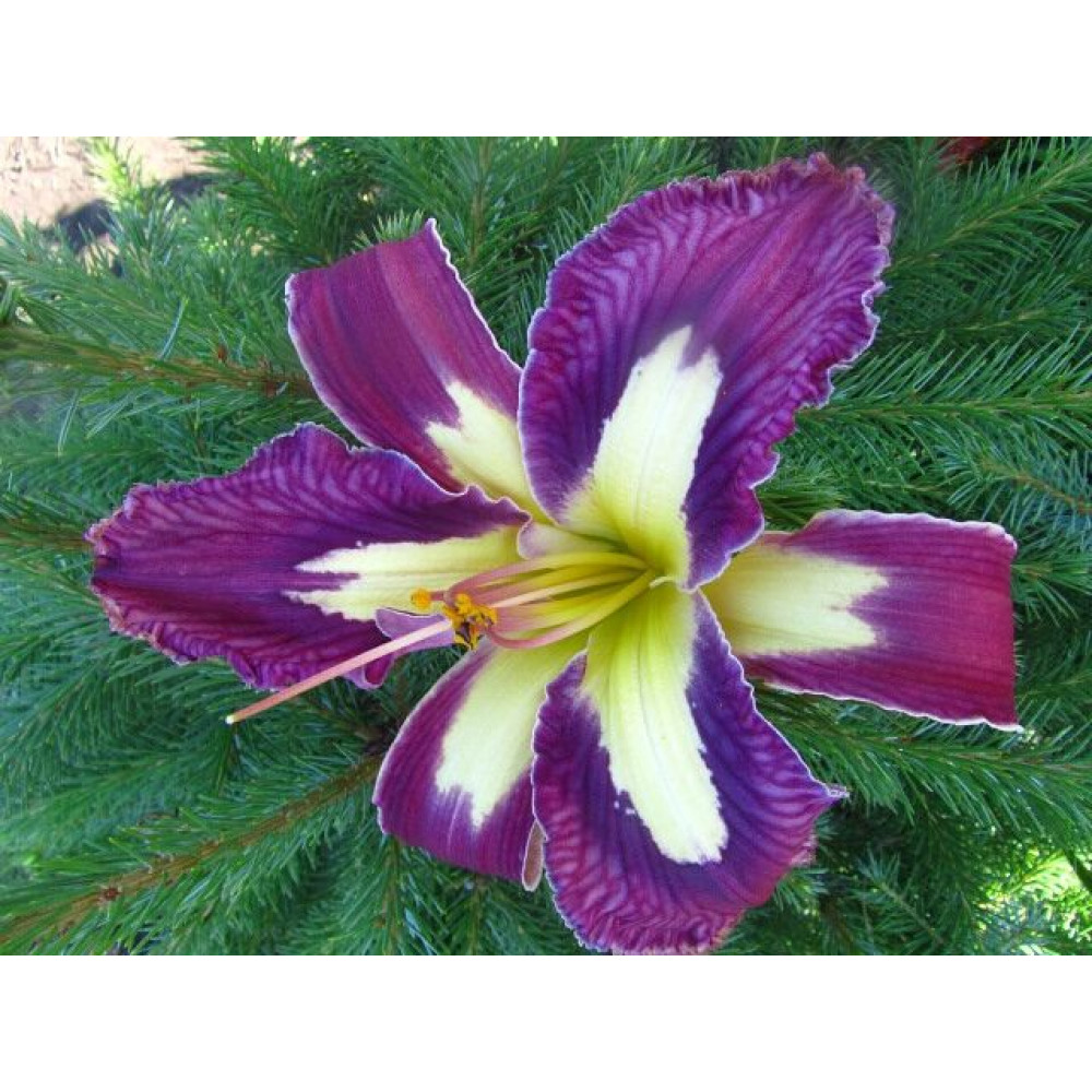 Лилейник Jungle Queen (Джангл Квин) купить саженцы почтой из питомника