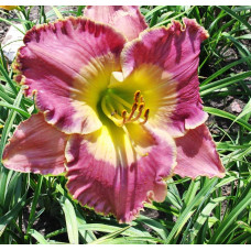 Лилейник Ava Gardner (Ава Гарднер)