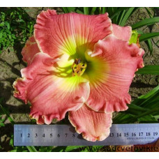 Лилейник America the Beautiful (Америкен зе бьютифул)