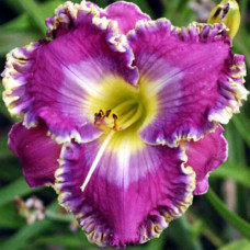 Лилейник Danny Steve Mitchell (Дэнни Стив Митчелл)