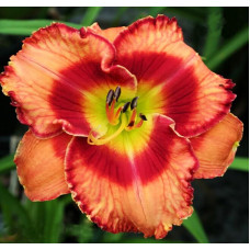 Лилейник Fox Hunter (Фокс Хантер)