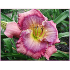 Лилейник Texas Blue Eyes (Тексас Блю Айз)