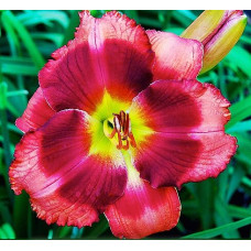 Лилейник Strawberry Christmas (Строберри Кристмас)