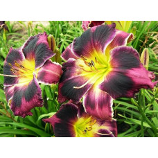 Лилейник Mount Herman Intrigue (Маунт Херман Интриг)