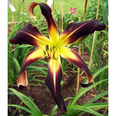 Лилейник Velvet Ribbons (Вельвет Риббонс)