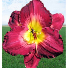 Лилейник Robert Lee Bat Роберт Ли Бэт)