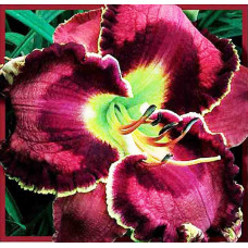 Лилейник Sea Of Possibilities (Си оф Посибилитис)