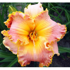 Лилейник Spacecoast Starburst (Спэйскоат Старбаст)