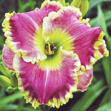 Лилейник Some Sweet Day (Сам Свит Дэй)