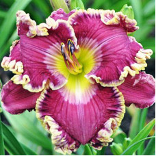 Лилейник Love Struck (Лов Страк)