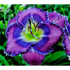 Лилейник Pacifica (Пасифика)