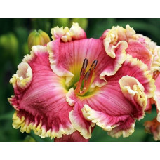 Лилейник The Big Picture (Зе Биг Пикча)