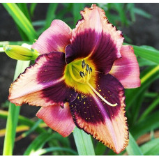 Лилейник Mask of Time (Маск оф Тайм)