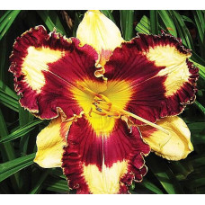 Лилейник Snap Out Of It (Снэп Аут оф Ит)