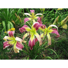 Лилейник Azur Wings (Азур Вингс)