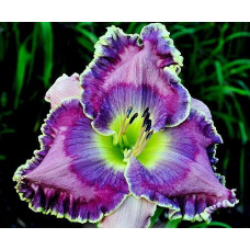 Лилейник Blue Rhino (Блю Рино)