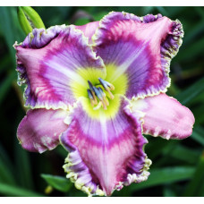 Лилейник Bodacious Blues (Бодасиос Блюз)