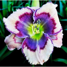 Лилейник Celtic Butterfly (Келтик Баттерфлай)