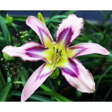 Лилейник Dizzy Damselfly (Дизи Дамселфи)