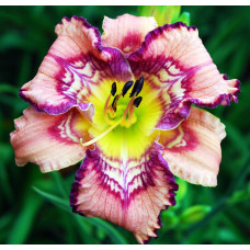 Лилейник Get Jiggy (Гет Джигги)