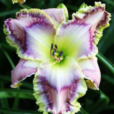 Лилейник Harmonic Hues (Хармоник Хьюс)