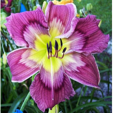 Лилейник Painted Pattern (Пэйнтид Паттерн)