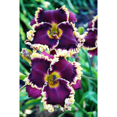 Лилейник Midnight in Paris (Миднайт ин Париж)