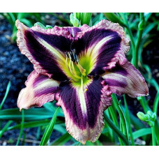 Лилейник Pirates Prism (Пиратс Призм)