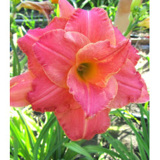 Лилейник Think Pink (Синк Пинк)