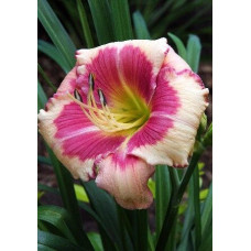 Лилейник Hello Screamer (Хеллоу Скример)