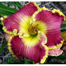 Лилейник Cape Breton (Кейп Бретон)