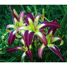 Лилейник Applique (Аплике)