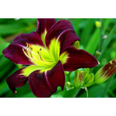 Лилейник Night Beacon (Найт Бекон)