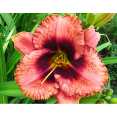 Лилейник Awesome Blossom (Овесом Блоссом)