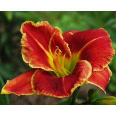 Лилейник Fire And Fog (Файе энд Фог)