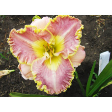 Лилейник Lavender Tu Tu (Лавендер Ту Ту)