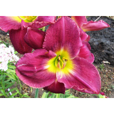 Лилейник Bella Lugosi (Белла Лугози)