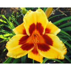 Лилейник Black Eyed Susan (Блек Айд Сюзан)