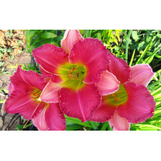 Лилейник Final Touch (Файнал Тач)