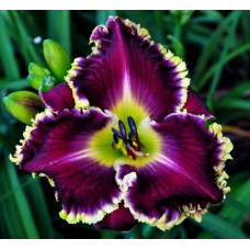 Лилейник Mazatlan (Мазатлан)