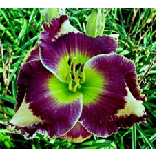 Лилейник George Seurat (Джордж Сейрат)