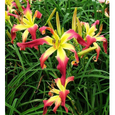 Лилейник Intertwined Entity (Интервиндид Энтайти)