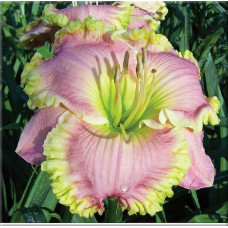 Лилейник Luck Be A Lady (Лак би э Леди)