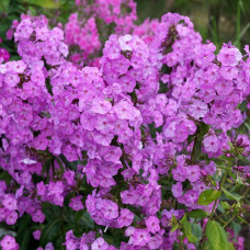 Флокс Alpha (Альфа)