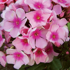 Флокс Brilliant Eye (Бриллиант Ай)